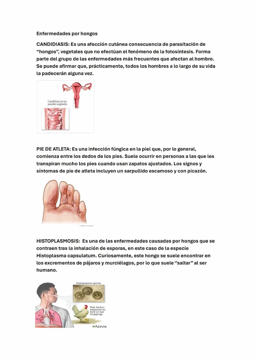 LA MICROBIOLOGÍA
¿Qué es la microbiología?
La microbiología es la rama de la ciencia que estudia los microorganismos,
también conocidos como