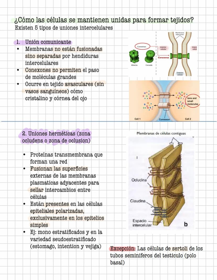 Ciencia
Histologia
Tejido
Historia
1600: Marcelo Malpighi-Primeras investigaciones
1665:Robert Hooke-Concepto celular
1838: Sheieiden y Schw