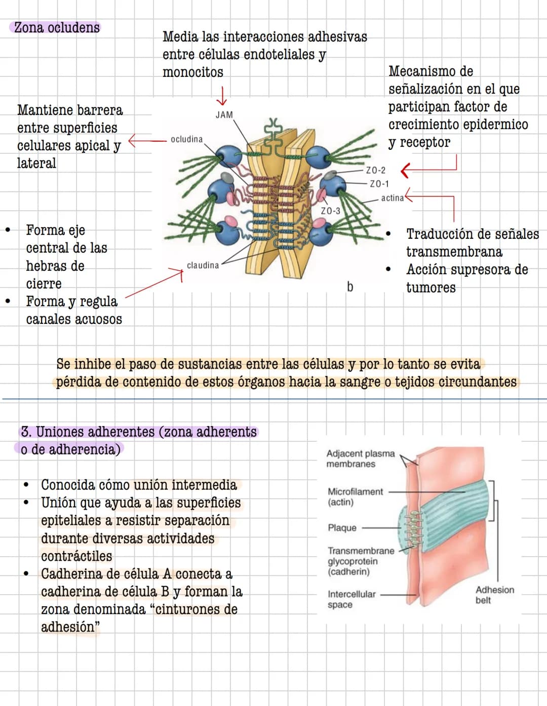 Ciencia
Histologia
Tejido
Historia
1600: Marcelo Malpighi-Primeras investigaciones
1665:Robert Hooke-Concepto celular
1838: Sheieiden y Schw