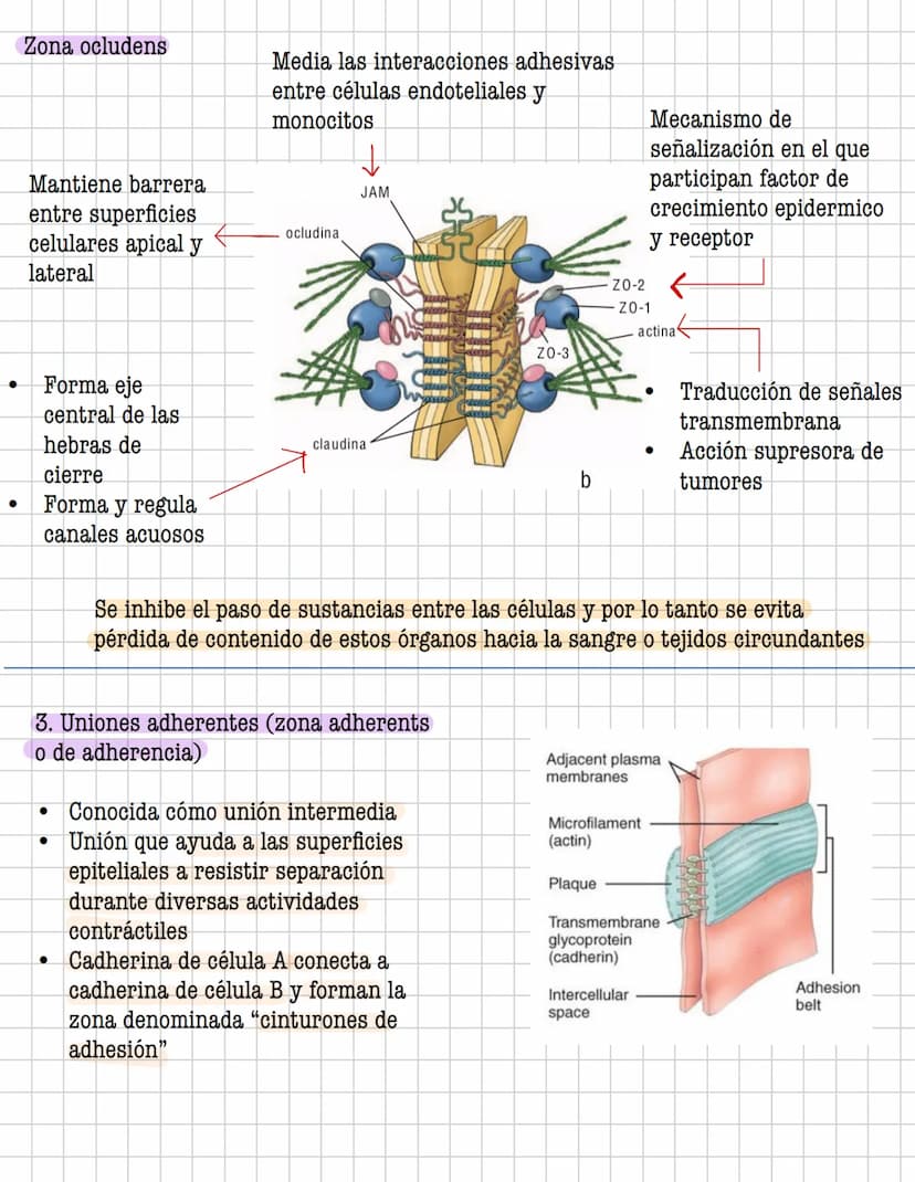 Ciencia
Histologia
Tejido
Historia
1600: Marcelo Malpighi-Primeras investigaciones
1665:Robert Hooke-Concepto celular
1838: Sheieiden y Schw