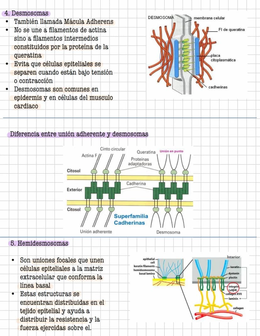 Ciencia
Histologia
Tejido
Historia
1600: Marcelo Malpighi-Primeras investigaciones
1665:Robert Hooke-Concepto celular
1838: Sheieiden y Schw
