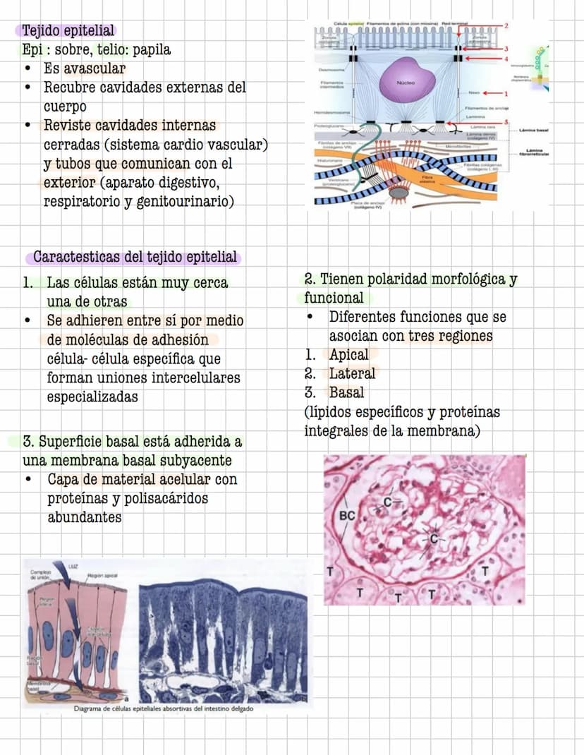 Ciencia
Histologia
Tejido
Historia
1600: Marcelo Malpighi-Primeras investigaciones
1665:Robert Hooke-Concepto celular
1838: Sheieiden y Schw