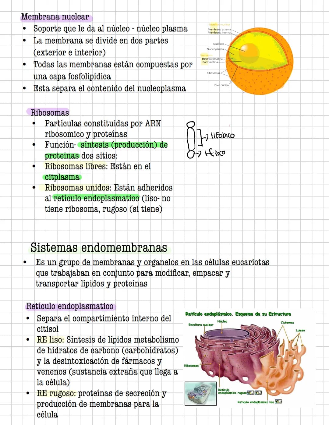 Ciencia
Histologia
Tejido
Historia
1600: Marcelo Malpighi-Primeras investigaciones
1665:Robert Hooke-Concepto celular
1838: Sheieiden y Schw