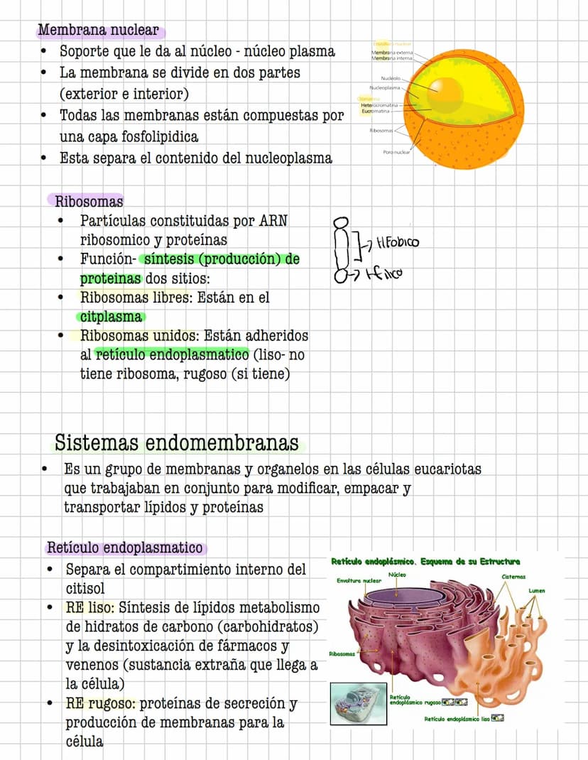 Ciencia
Histologia
Tejido
Historia
1600: Marcelo Malpighi-Primeras investigaciones
1665:Robert Hooke-Concepto celular
1838: Sheieiden y Schw