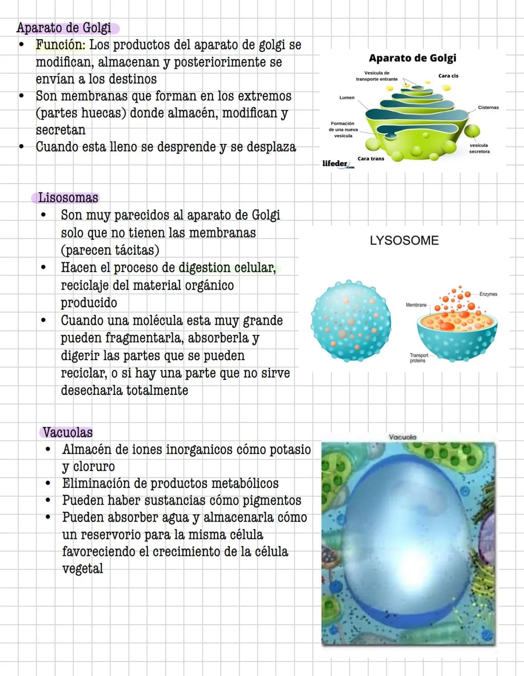 Ciencia
Histologia
Tejido
Historia
1600: Marcelo Malpighi-Primeras investigaciones
1665:Robert Hooke-Concepto celular
1838: Sheieiden y Schw