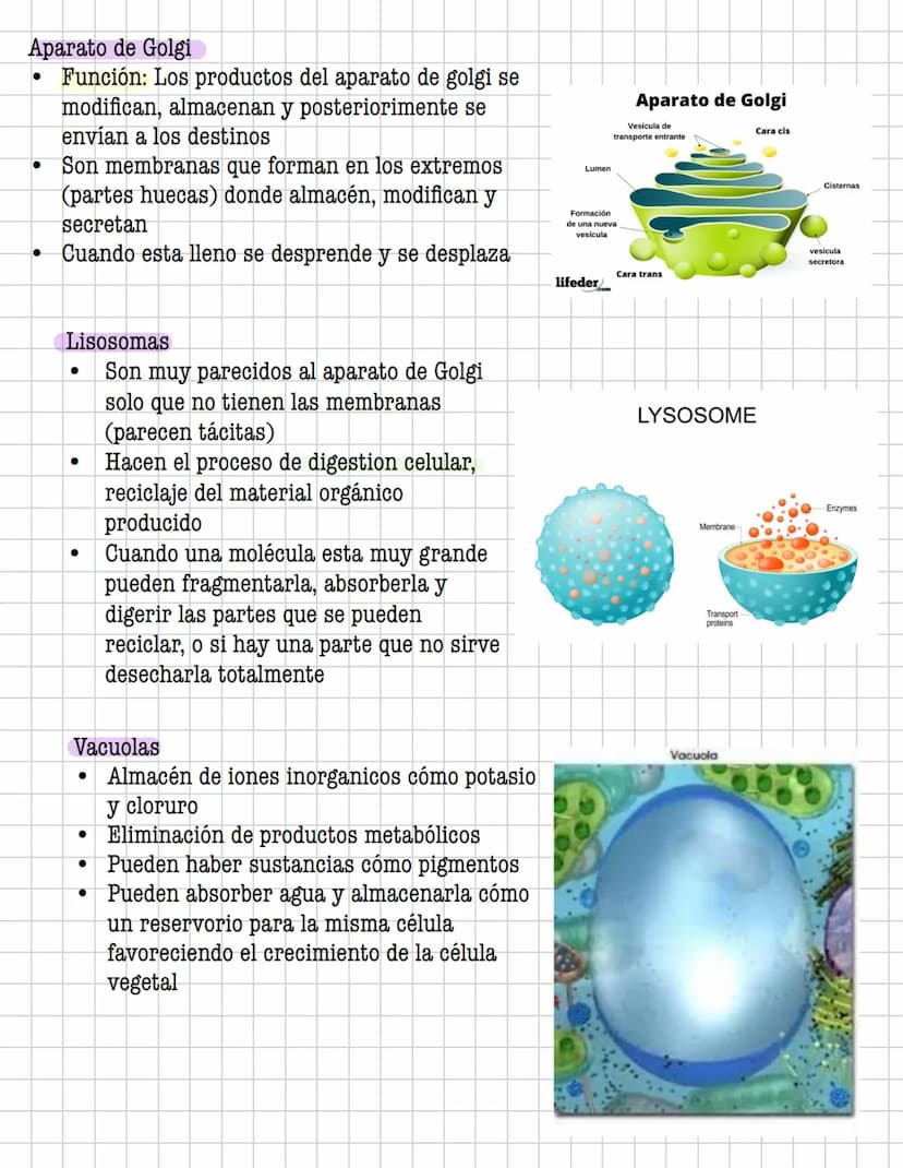 Ciencia
Histologia
Tejido
Historia
1600: Marcelo Malpighi-Primeras investigaciones
1665:Robert Hooke-Concepto celular
1838: Sheieiden y Schw