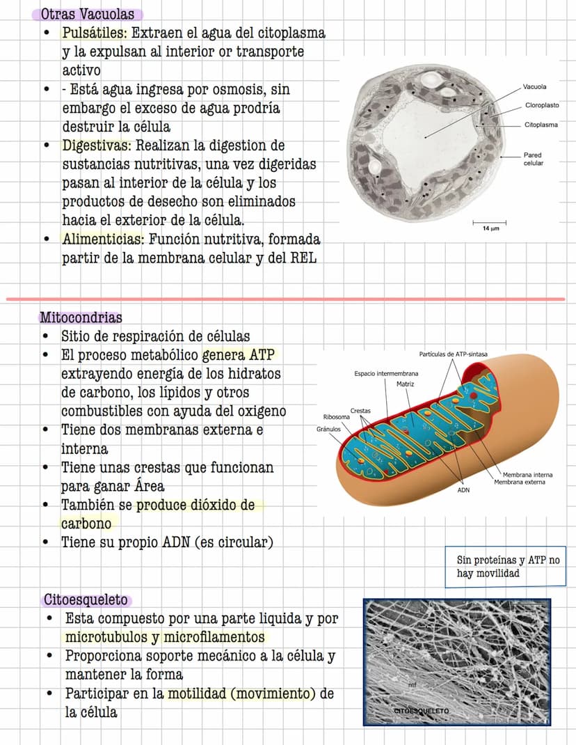 Ciencia
Histologia
Tejido
Historia
1600: Marcelo Malpighi-Primeras investigaciones
1665:Robert Hooke-Concepto celular
1838: Sheieiden y Schw