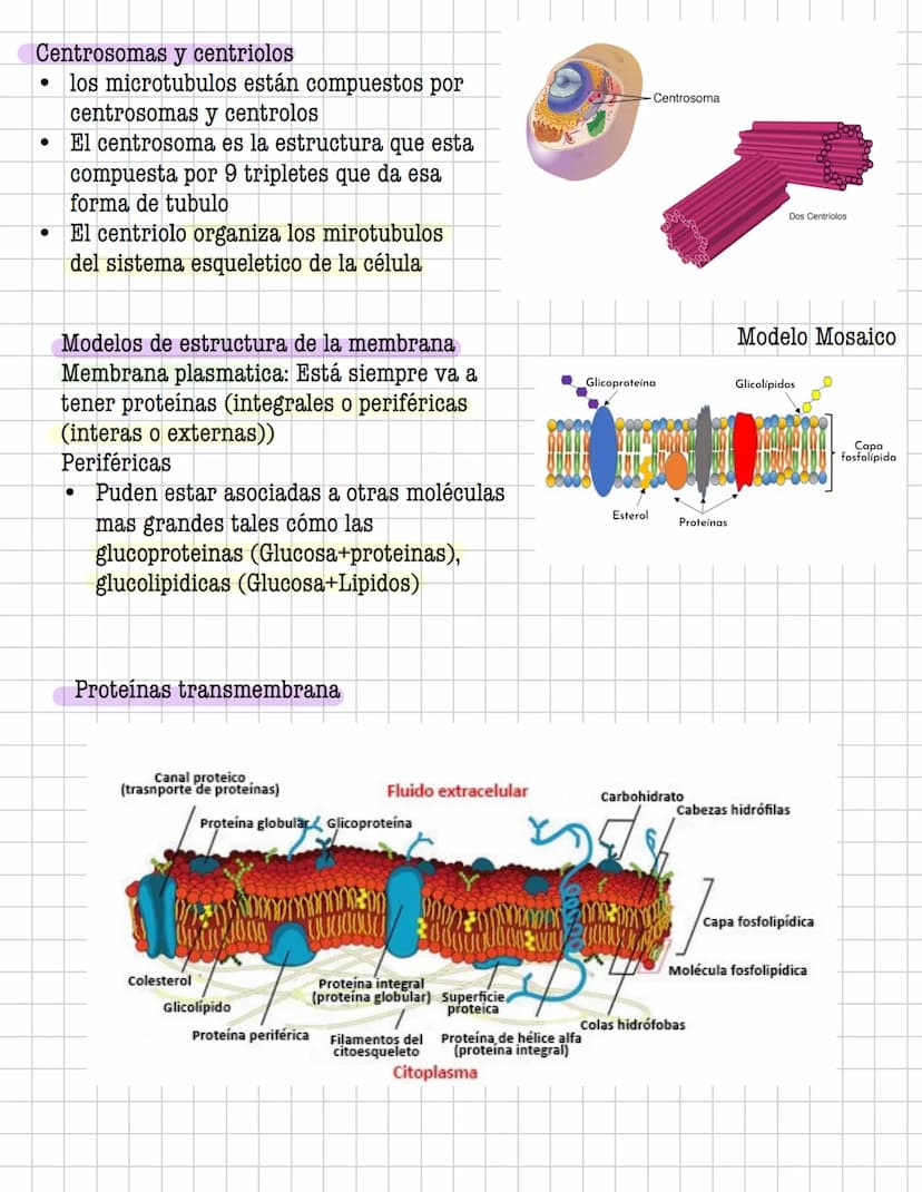 Ciencia
Histologia
Tejido
Historia
1600: Marcelo Malpighi-Primeras investigaciones
1665:Robert Hooke-Concepto celular
1838: Sheieiden y Schw