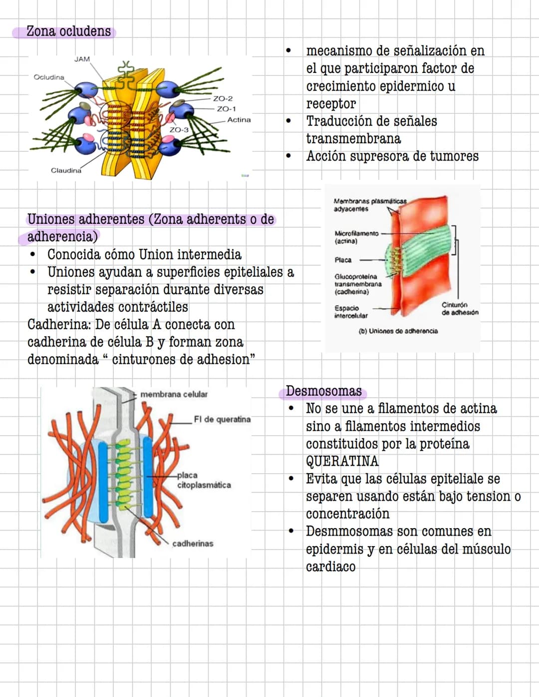 Ciencia
Histologia
Tejido
Historia
1600: Marcelo Malpighi-Primeras investigaciones
1665:Robert Hooke-Concepto celular
1838: Sheieiden y Schw