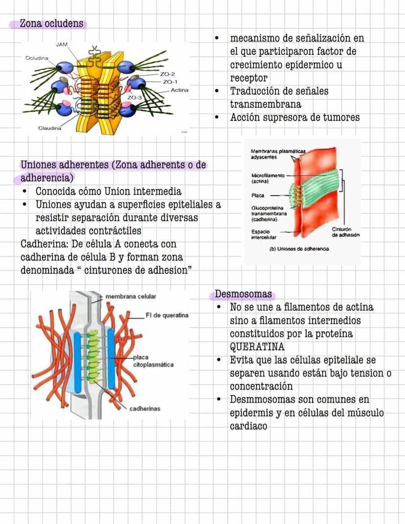 Ciencia
Histologia
Tejido
Historia
1600: Marcelo Malpighi-Primeras investigaciones
1665:Robert Hooke-Concepto celular
1838: Sheieiden y Schw