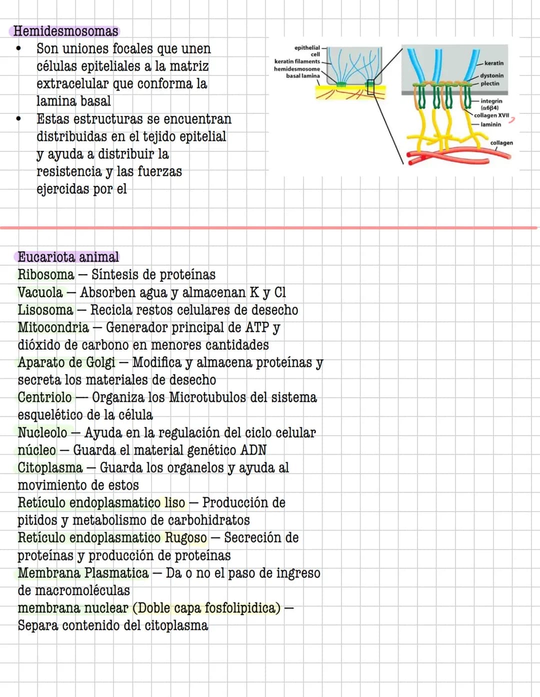 Ciencia
Histologia
Tejido
Historia
1600: Marcelo Malpighi-Primeras investigaciones
1665:Robert Hooke-Concepto celular
1838: Sheieiden y Schw