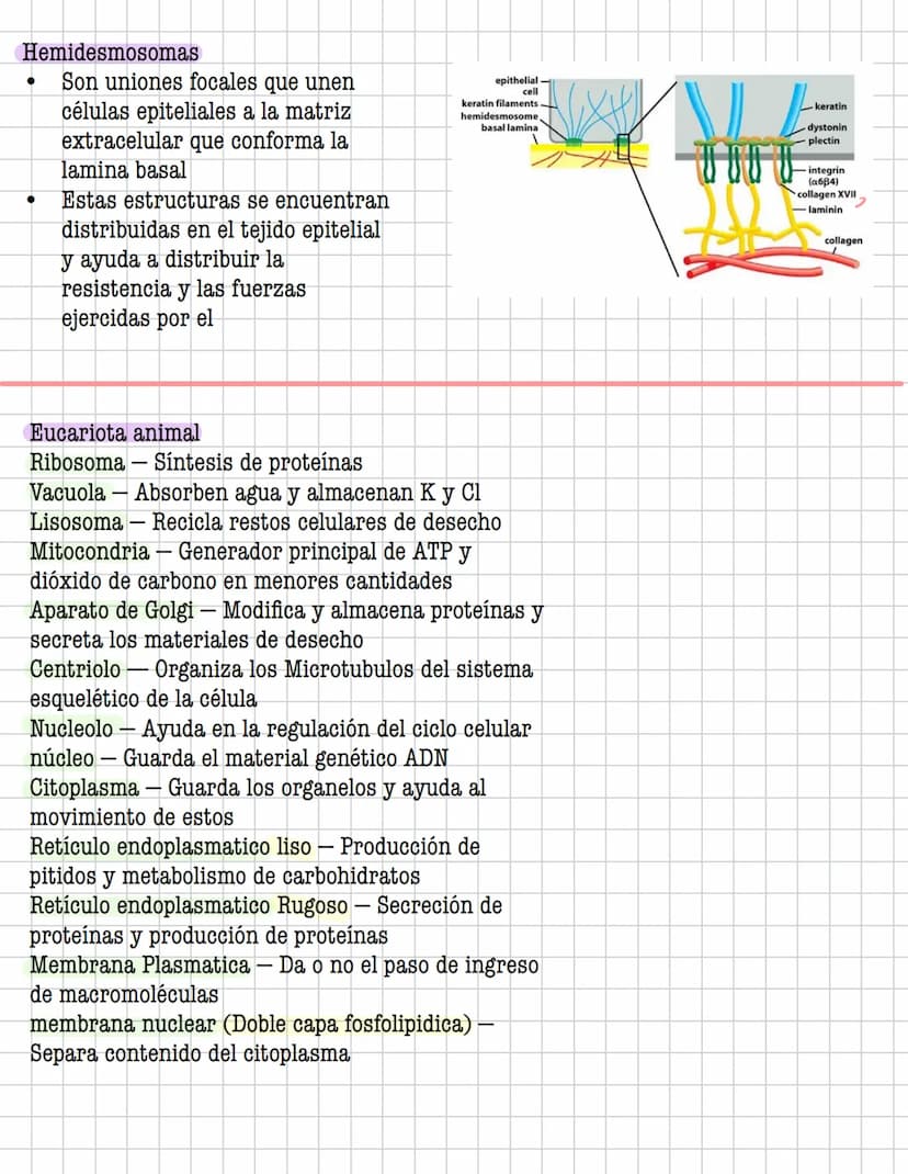 Ciencia
Histologia
Tejido
Historia
1600: Marcelo Malpighi-Primeras investigaciones
1665:Robert Hooke-Concepto celular
1838: Sheieiden y Schw