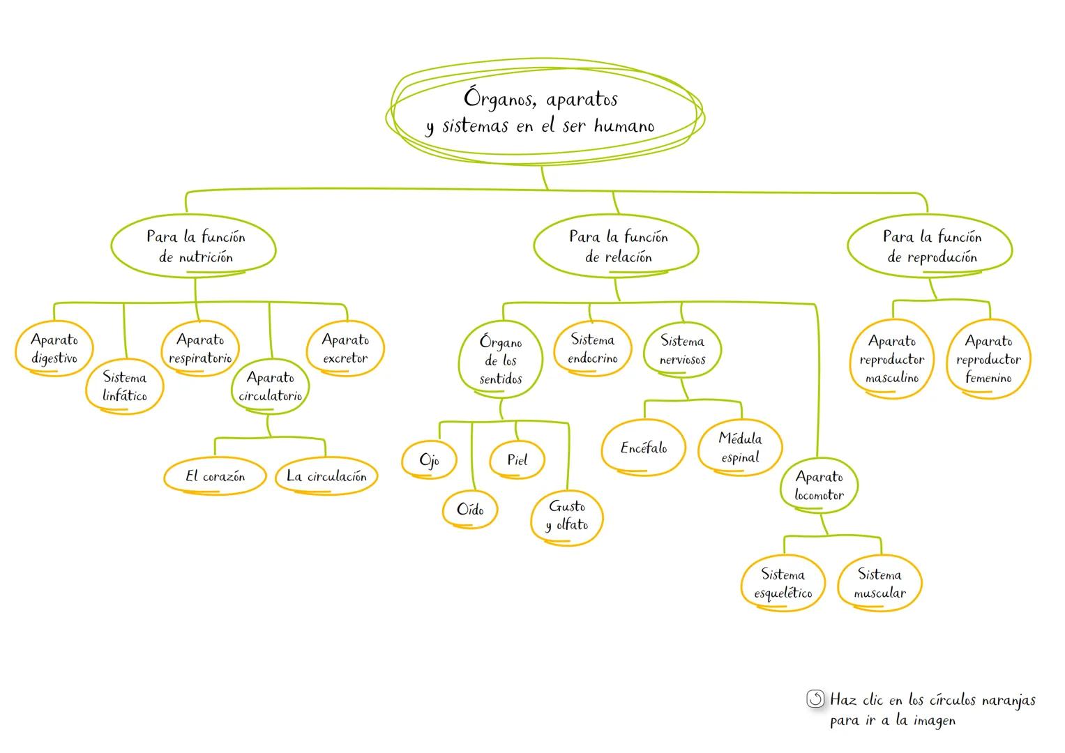 Órganos, aparatos
y sistemas en el ser humano

Para la función
de nutrición

Aparato
digestivo

Sistema
linfático

Aparato
respiratorio

Apa