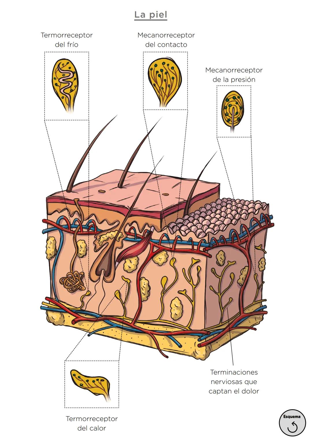 Órganos, aparatos
y sistemas en el ser humano

Para la función
de nutrición

Aparato
digestivo

Sistema
linfático

Aparato
respiratorio

Apa