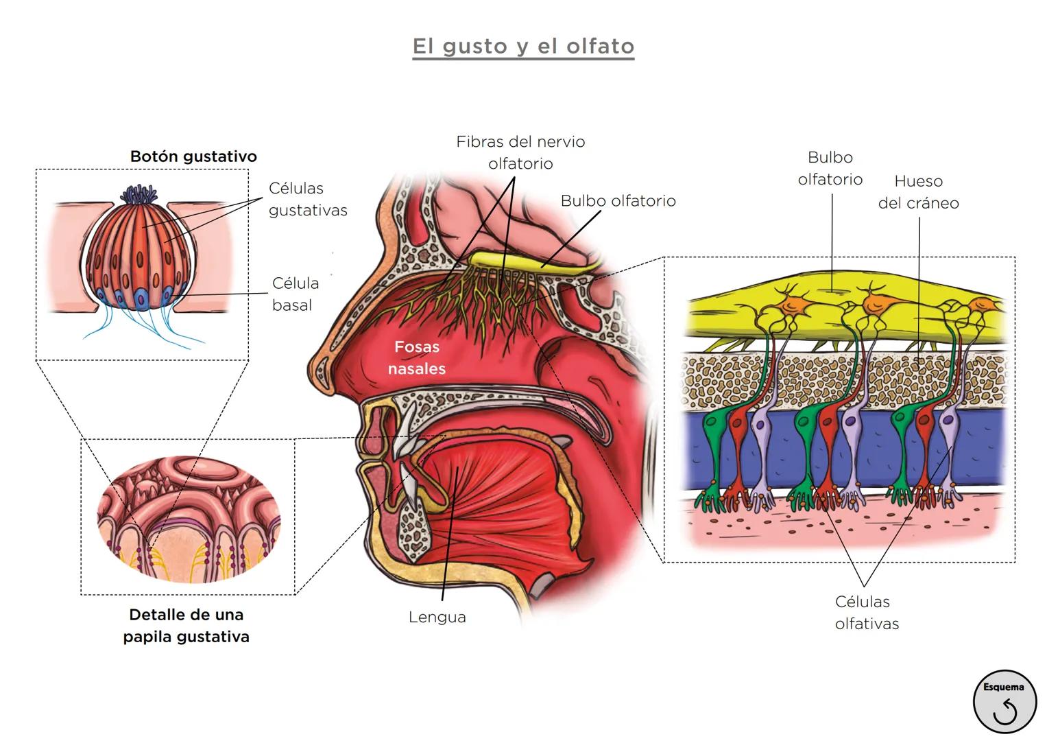 Órganos, aparatos
y sistemas en el ser humano

Para la función
de nutrición

Aparato
digestivo

Sistema
linfático

Aparato
respiratorio

Apa