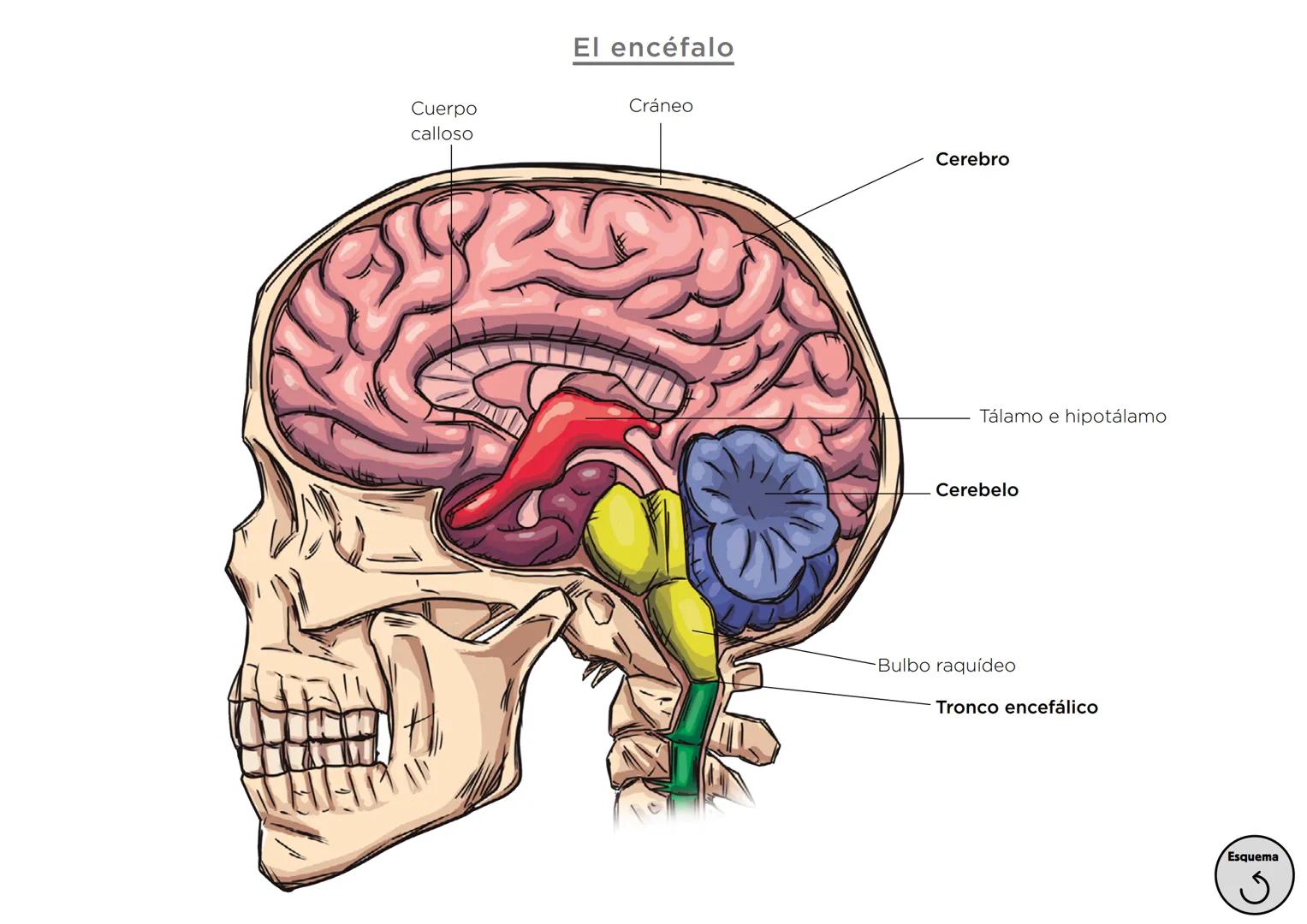 Órganos, aparatos
y sistemas en el ser humano

Para la función
de nutrición

Aparato
digestivo

Sistema
linfático

Aparato
respiratorio

Apa