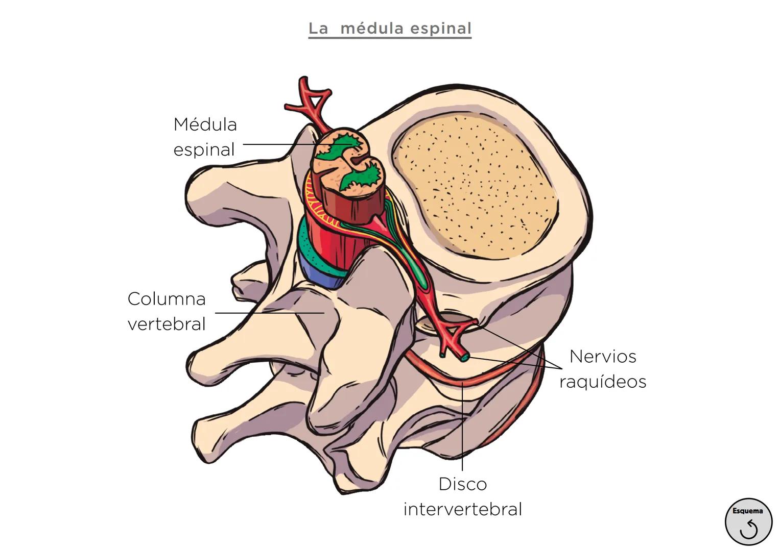 Órganos, aparatos
y sistemas en el ser humano

Para la función
de nutrición

Aparato
digestivo

Sistema
linfático

Aparato
respiratorio

Apa