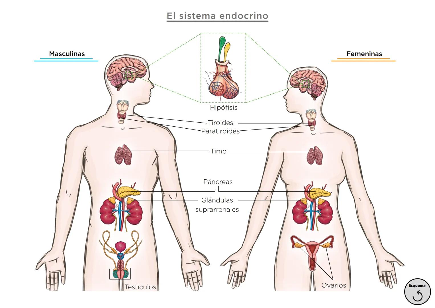 Órganos, aparatos
y sistemas en el ser humano

Para la función
de nutrición

Aparato
digestivo

Sistema
linfático

Aparato
respiratorio

Apa