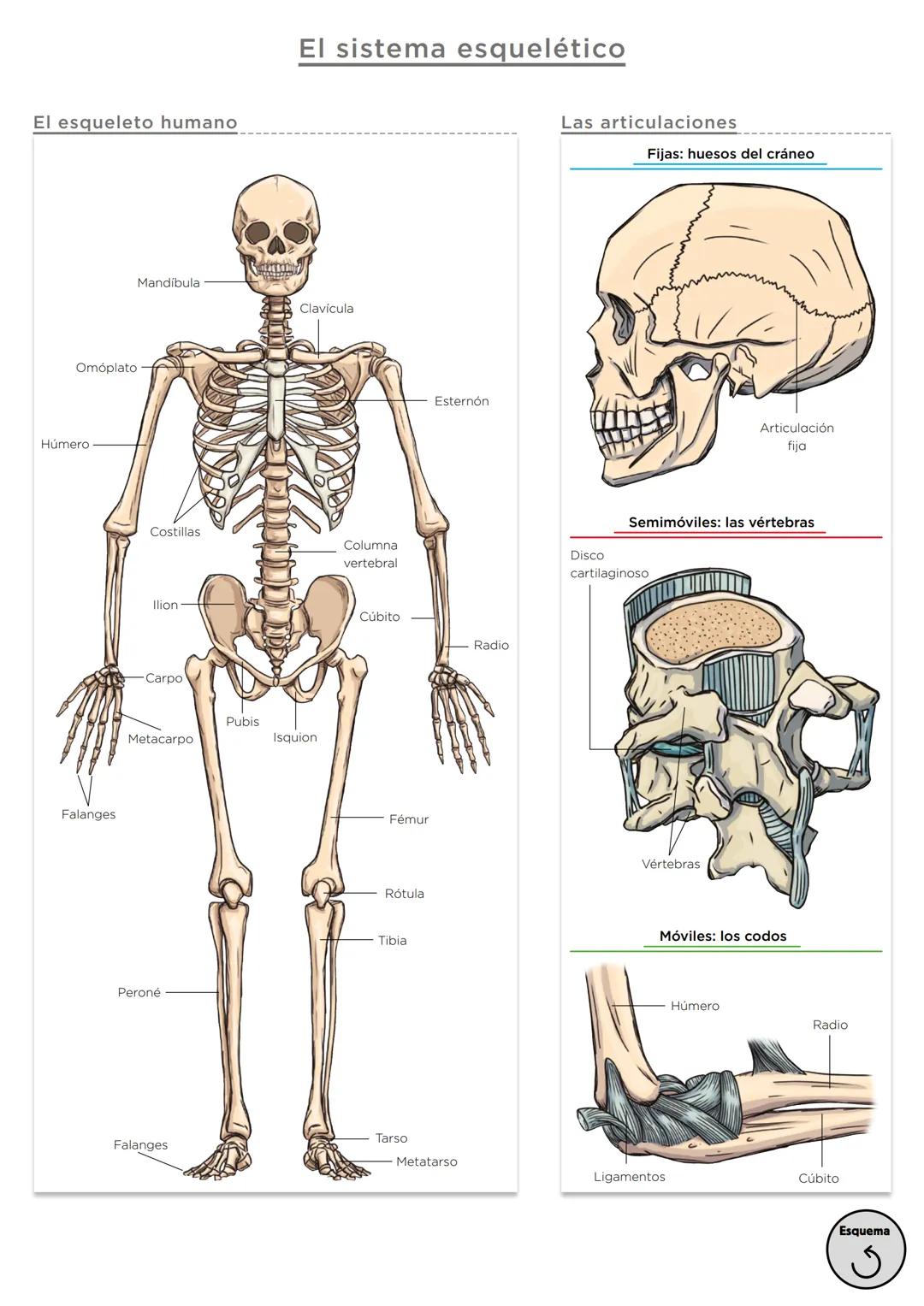 Órganos, aparatos
y sistemas en el ser humano

Para la función
de nutrición

Aparato
digestivo

Sistema
linfático

Aparato
respiratorio

Apa