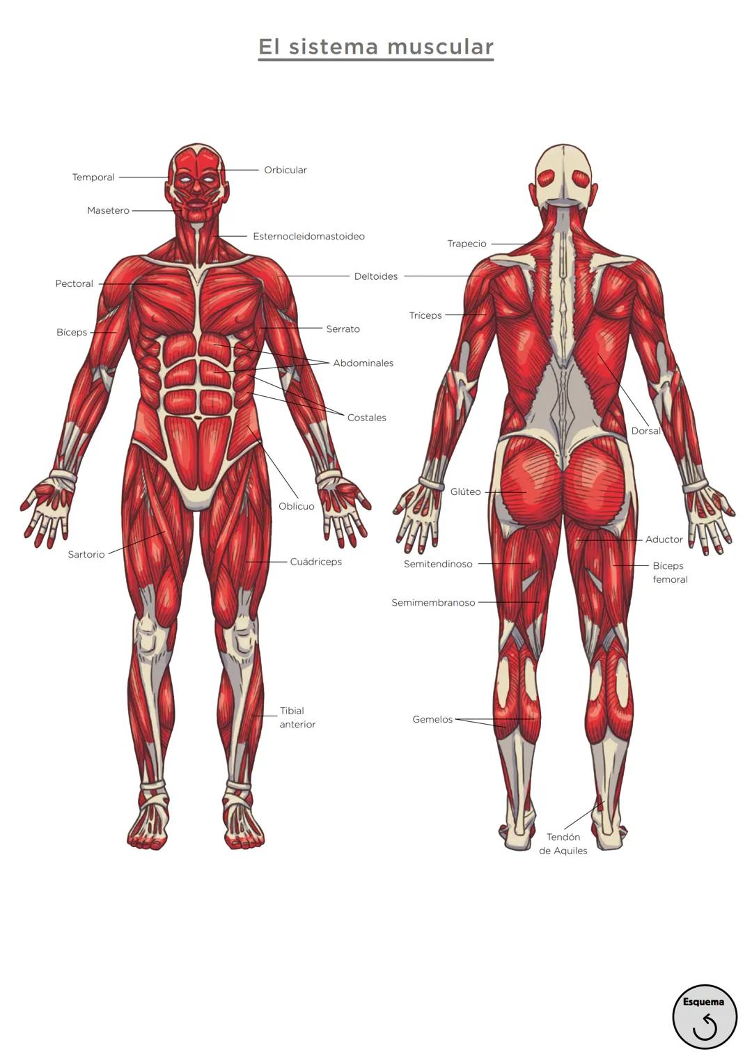 Órganos, aparatos
y sistemas en el ser humano

Para la función
de nutrición

Aparato
digestivo

Sistema
linfático

Aparato
respiratorio

Apa