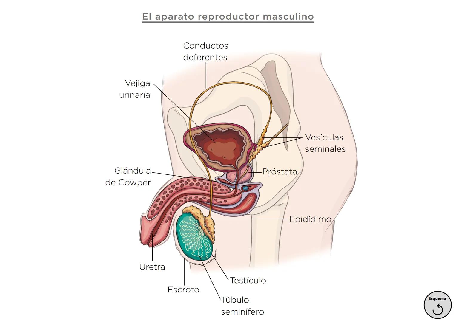Órganos, aparatos
y sistemas en el ser humano

Para la función
de nutrición

Aparato
digestivo

Sistema
linfático

Aparato
respiratorio

Apa