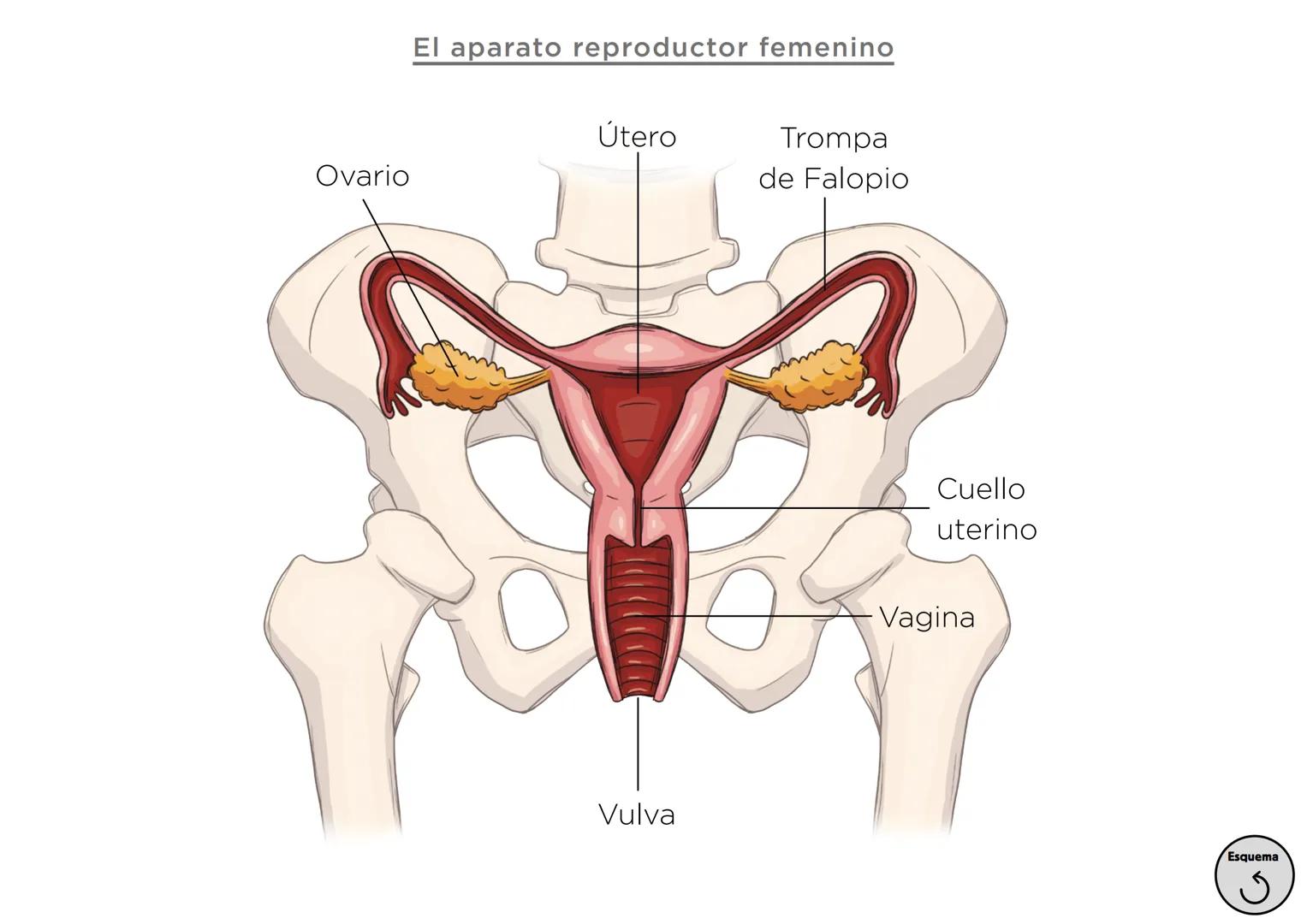 Órganos, aparatos
y sistemas en el ser humano

Para la función
de nutrición

Aparato
digestivo

Sistema
linfático

Aparato
respiratorio

Apa
