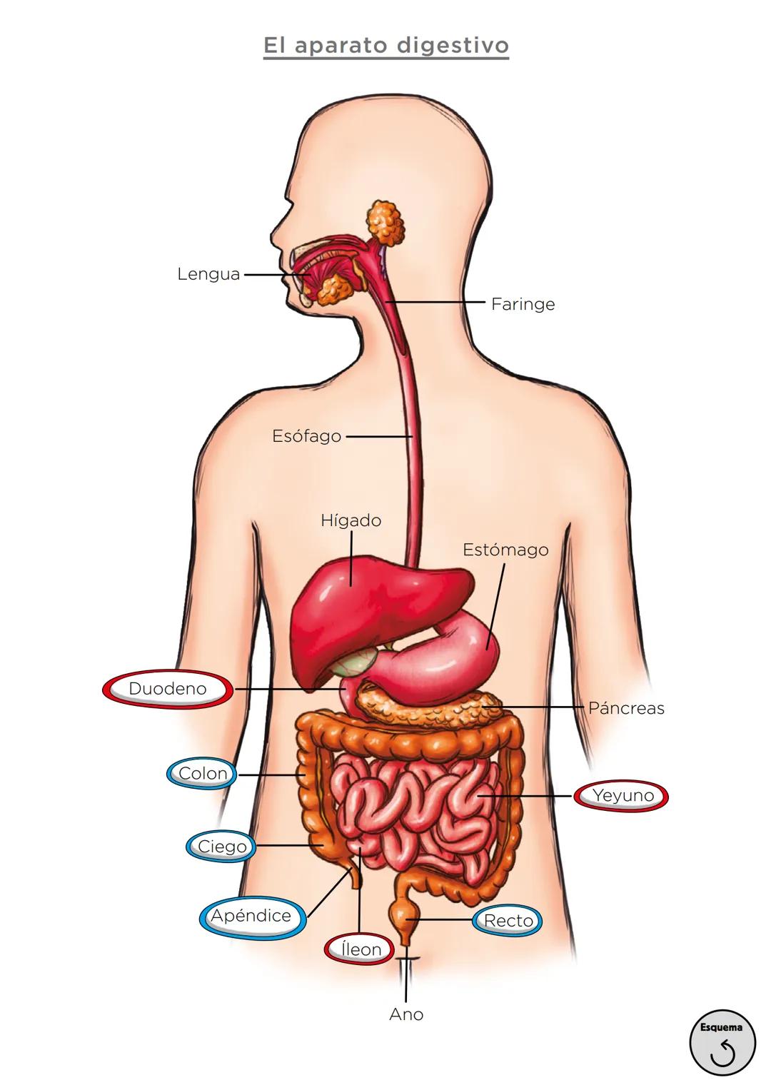 Órganos, aparatos
y sistemas en el ser humano

Para la función
de nutrición

Aparato
digestivo

Sistema
linfático

Aparato
respiratorio

Apa