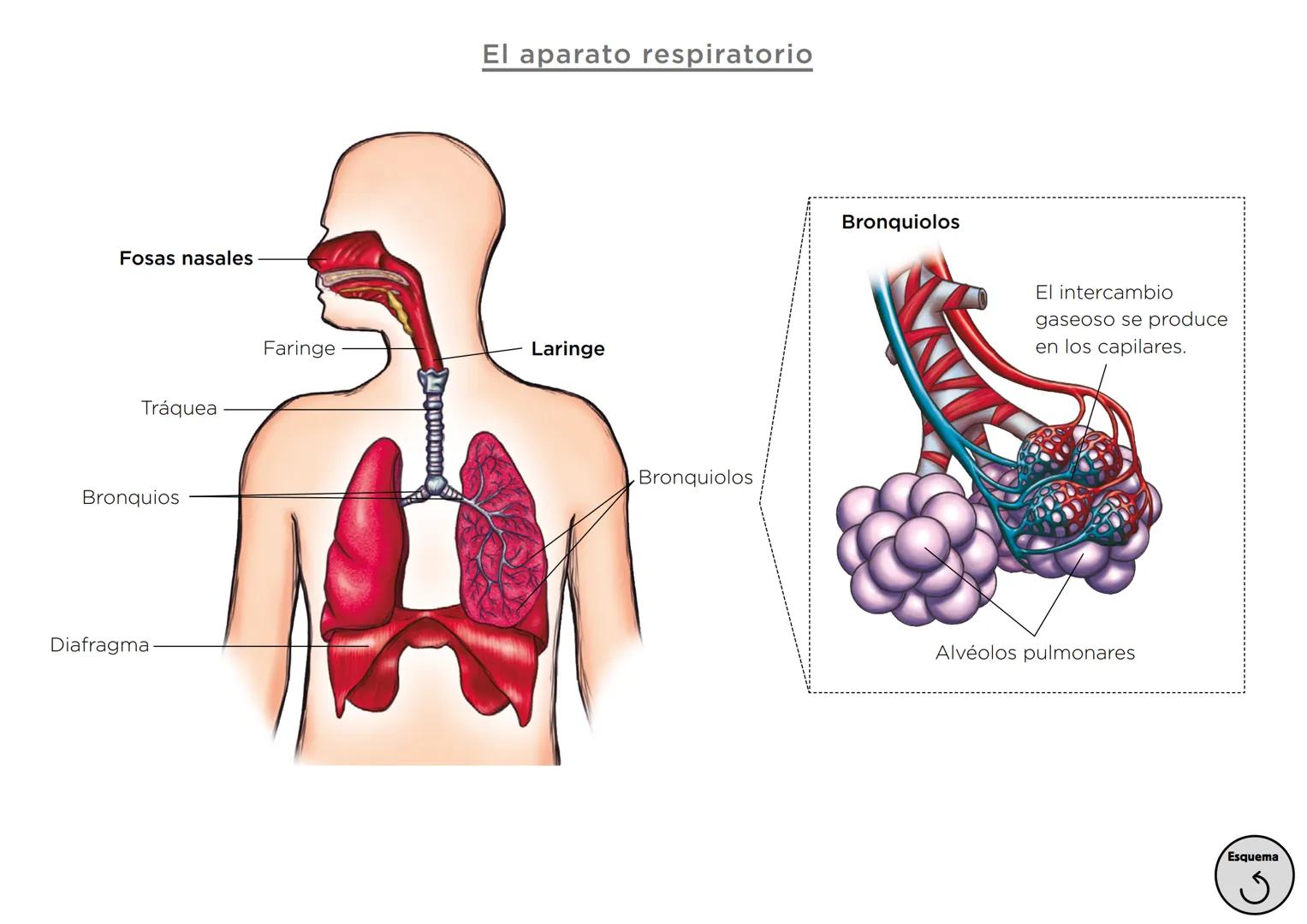 Órganos, aparatos
y sistemas en el ser humano

Para la función
de nutrición

Aparato
digestivo

Sistema
linfático

Aparato
respiratorio

Apa