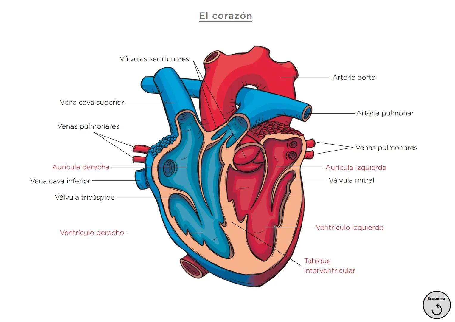 Órganos, aparatos
y sistemas en el ser humano

Para la función
de nutrición

Aparato
digestivo

Sistema
linfático

Aparato
respiratorio

Apa