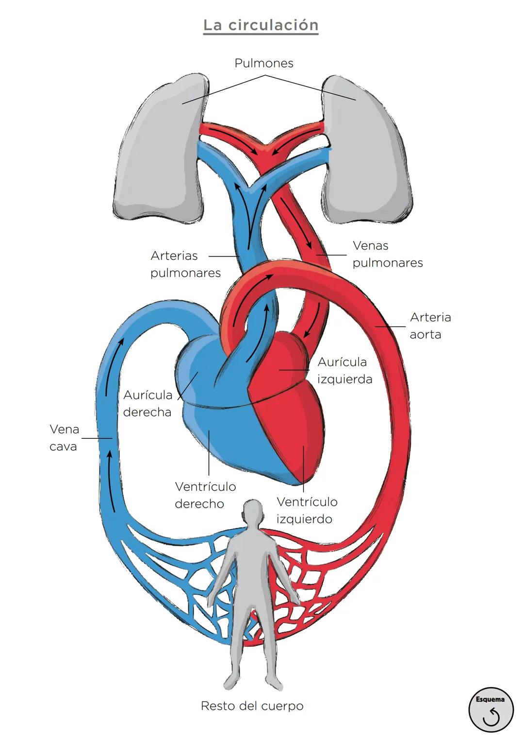 Órganos, aparatos
y sistemas en el ser humano

Para la función
de nutrición

Aparato
digestivo

Sistema
linfático

Aparato
respiratorio

Apa