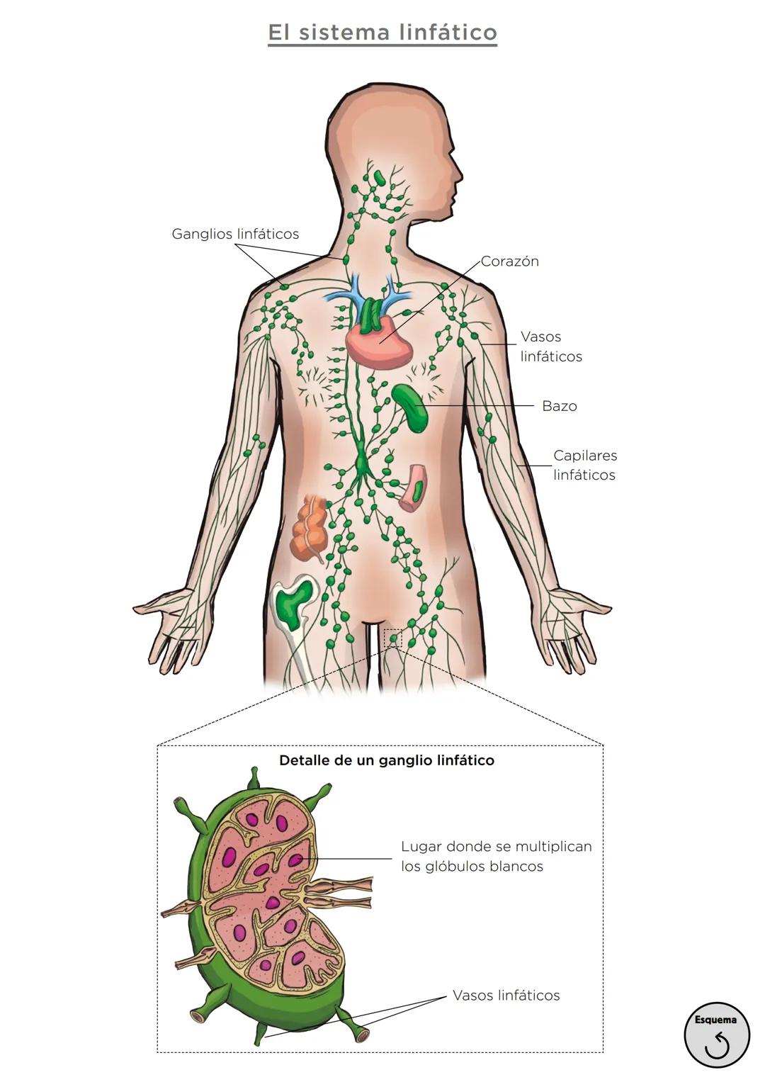 Órganos, aparatos
y sistemas en el ser humano

Para la función
de nutrición

Aparato
digestivo

Sistema
linfático

Aparato
respiratorio

Apa