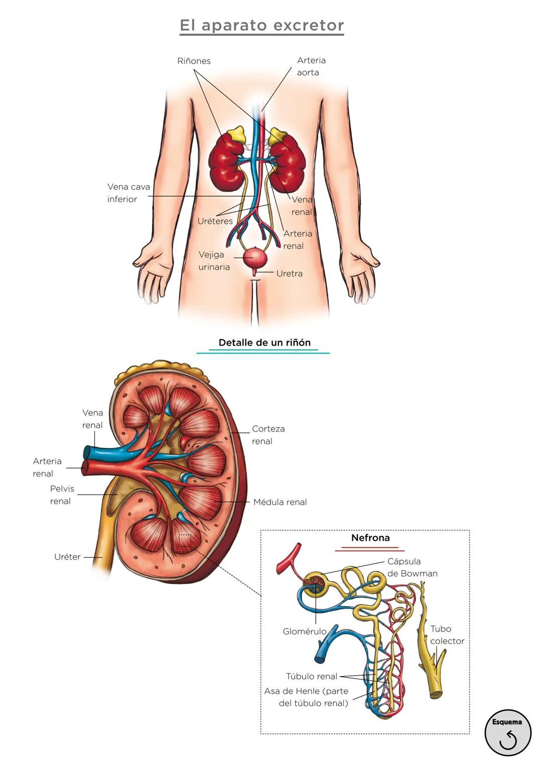 Órganos, aparatos
y sistemas en el ser humano

Para la función
de nutrición

Aparato
digestivo

Sistema
linfático

Aparato
respiratorio

Apa