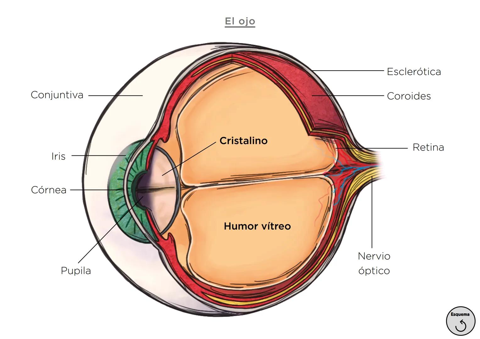 Órganos, aparatos
y sistemas en el ser humano

Para la función
de nutrición

Aparato
digestivo

Sistema
linfático

Aparato
respiratorio

Apa
