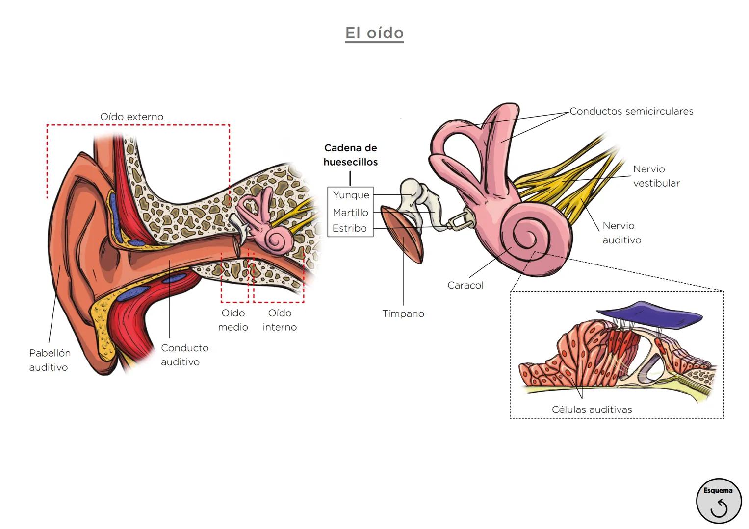 Órganos, aparatos
y sistemas en el ser humano

Para la función
de nutrición

Aparato
digestivo

Sistema
linfático

Aparato
respiratorio

Apa