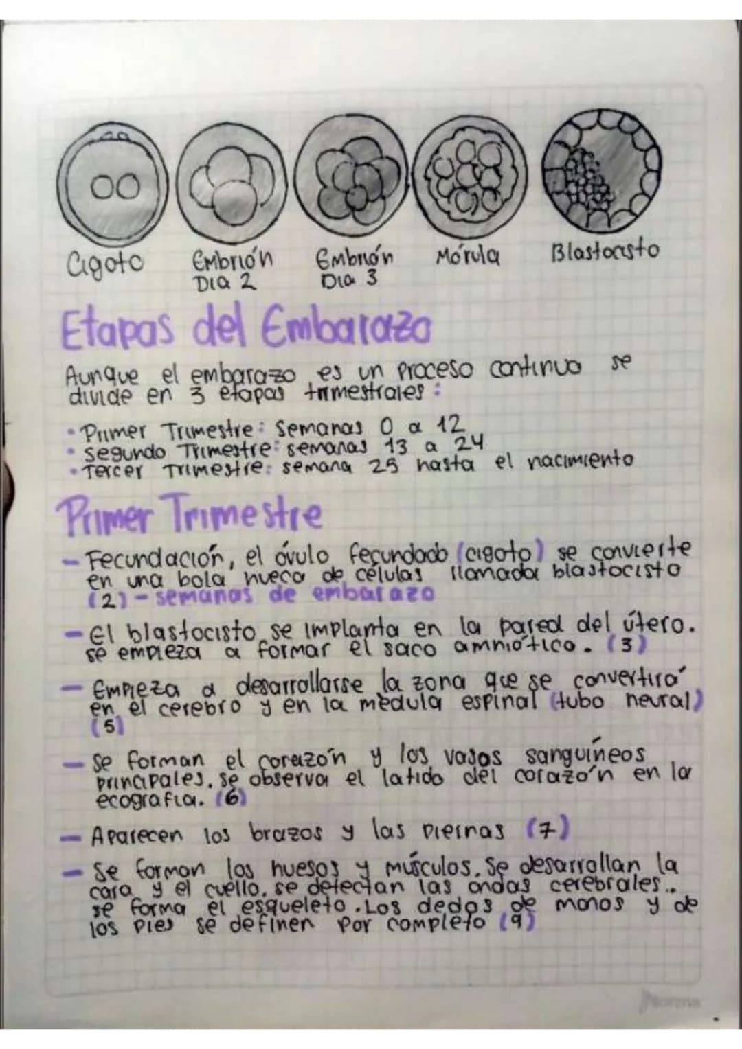 Contenido
• Introducción
•Temas de investigación
-elaras del desarrollo embrionano y del embarazo
Organos reproductivos masculinos y femenin