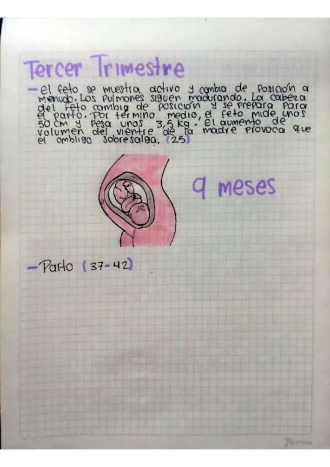 Contenido
• Introducción
•Temas de investigación
-elaras del desarrollo embrionano y del embarazo
Organos reproductivos masculinos y femenin
