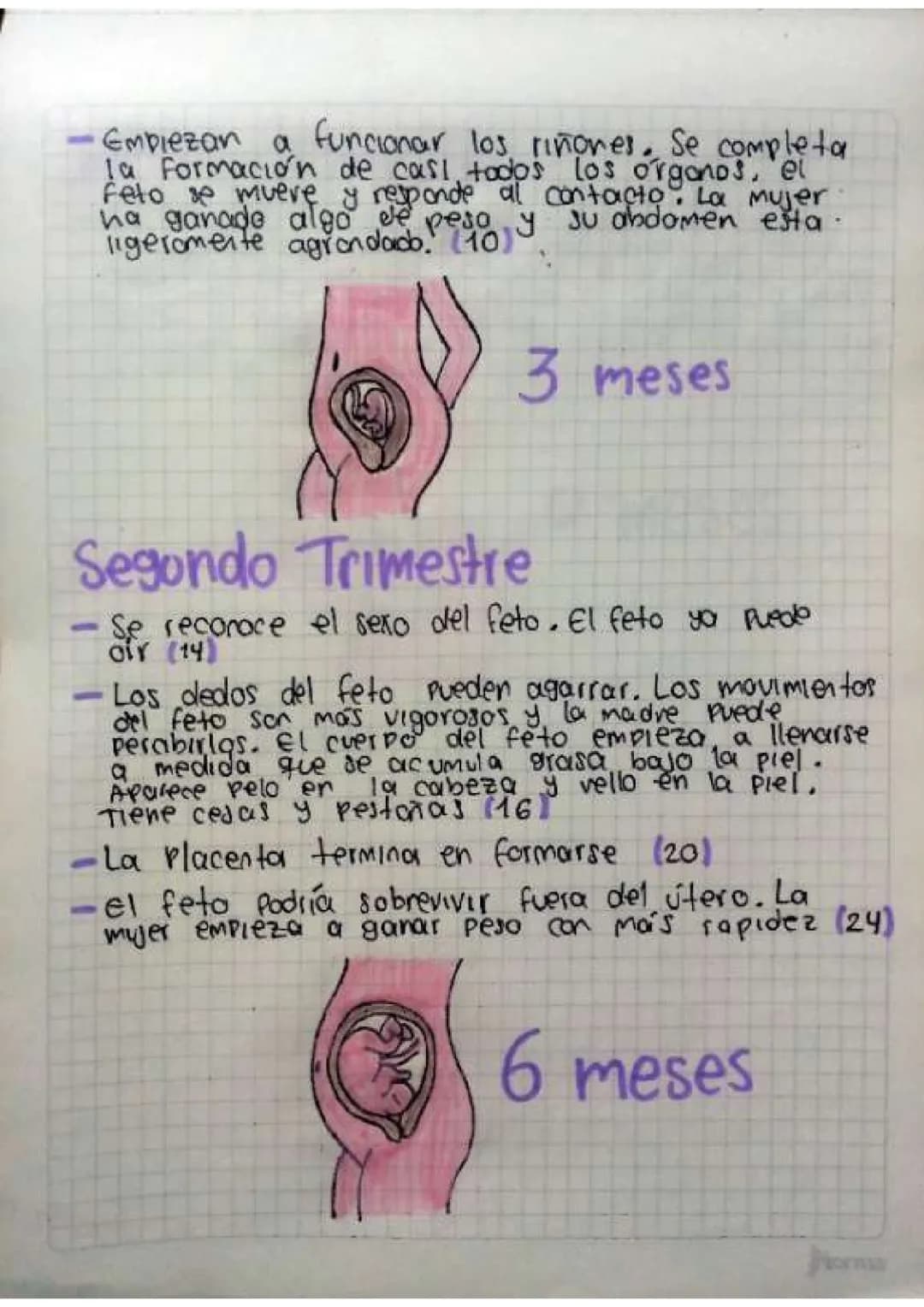 Contenido
• Introducción
•Temas de investigación
-elaras del desarrollo embrionano y del embarazo
Organos reproductivos masculinos y femenin