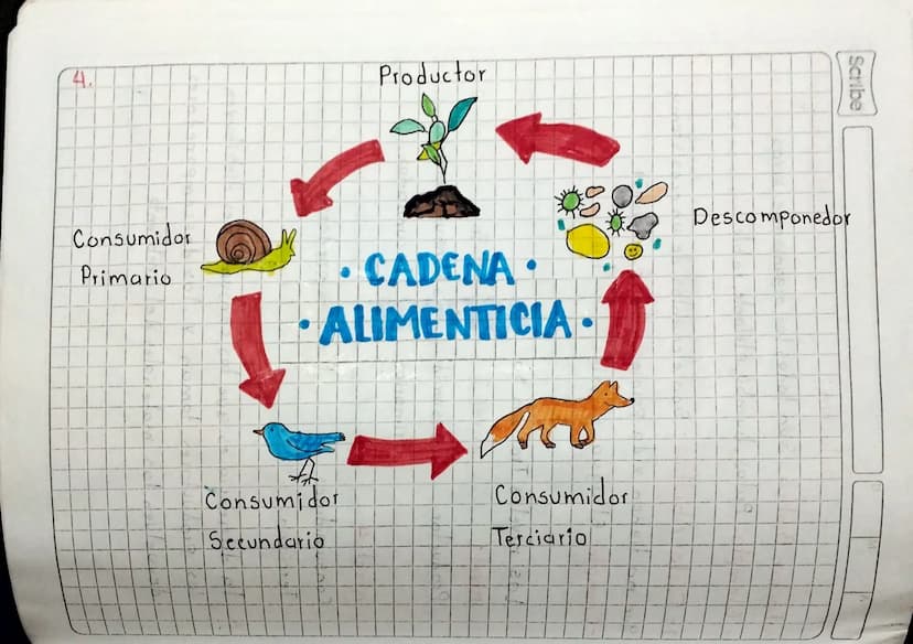 4.
Productor
Scribe
Consumidor
Primario
CADENA
ALIMENTICIA-
Descomponedor
Consumidor
Secundario
Consumidor
.
Terciario