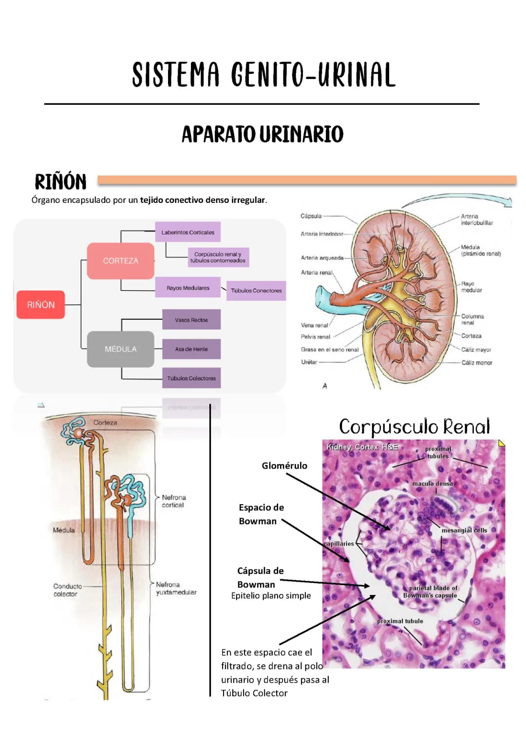 Histologia del sistema genitourinal