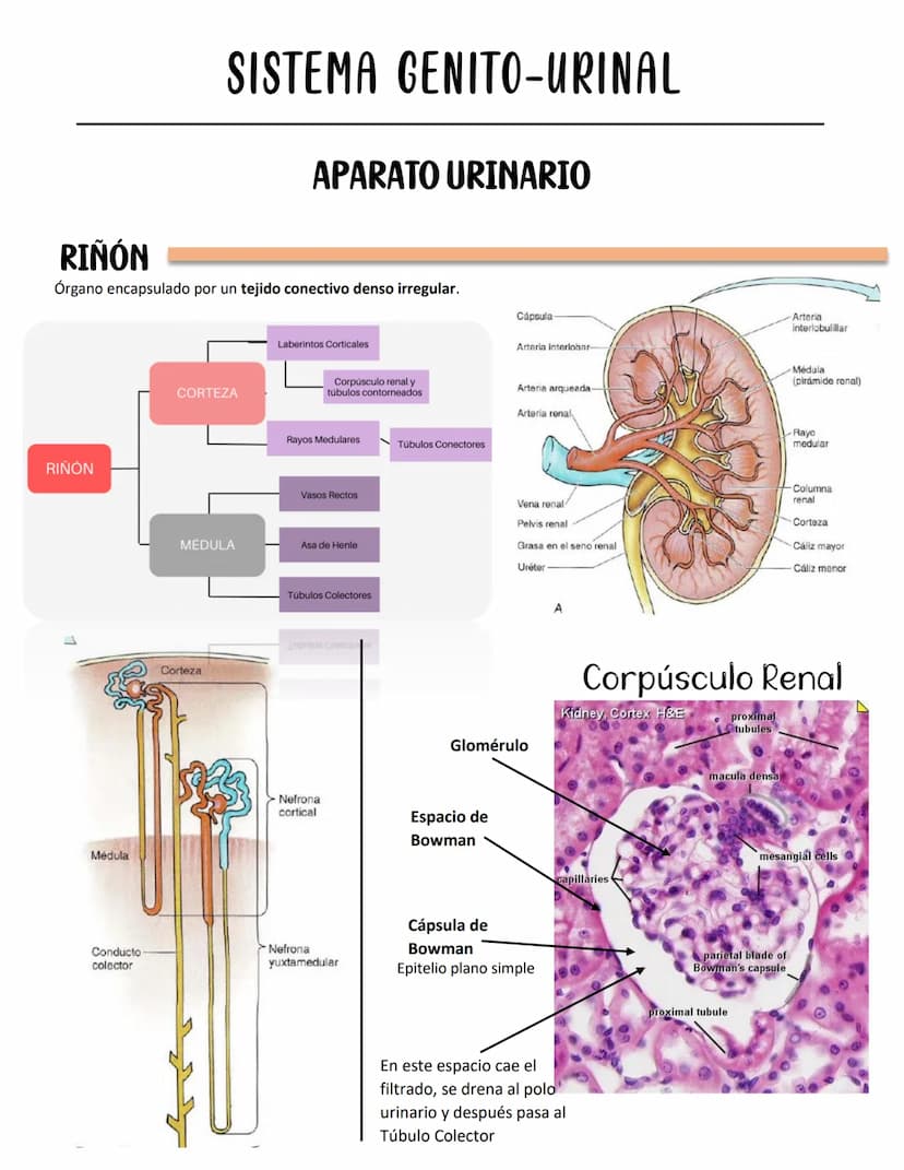 SISTEMA GENITO-URINAL
APARATO URINARIO
RIÑÓN
Órgano encapsulado por un tejido conectivo denso irregular.
Cápsula
RINON
Médula
Conducto
colec