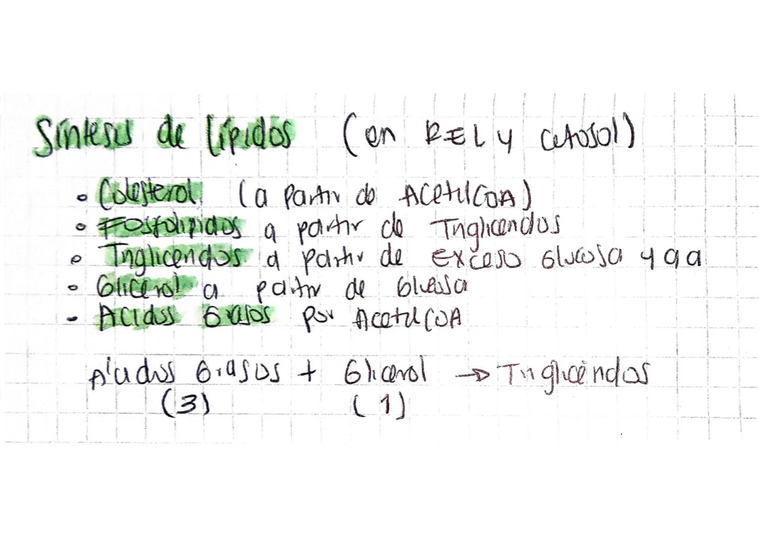# Metabolismo

- Reacciones gumicas del cuerpo Paro Extraen enagia yusada, almacenaria.
- vias metrikolicas =
  - Anabólicas = sinters Grand