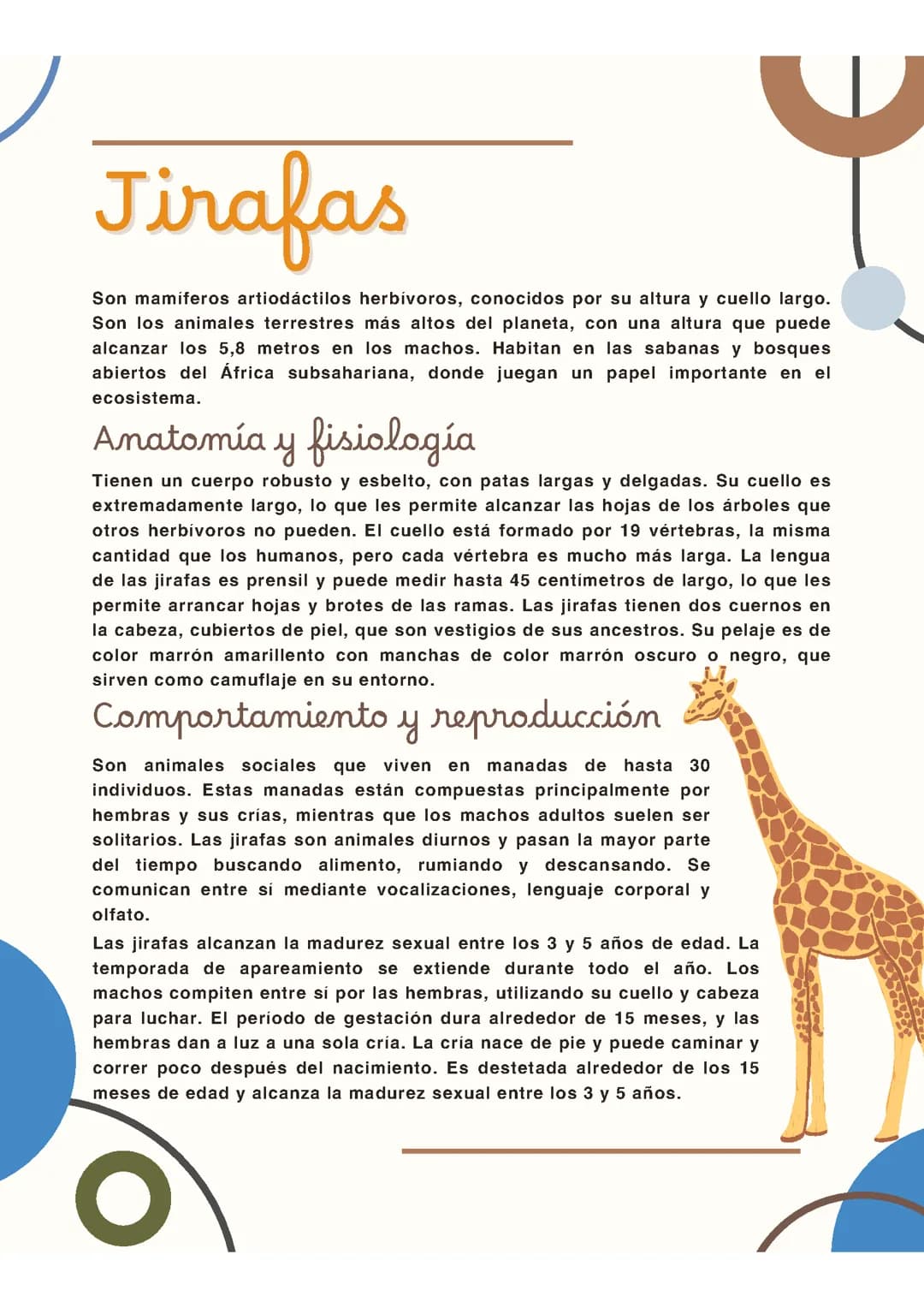 Jirafas