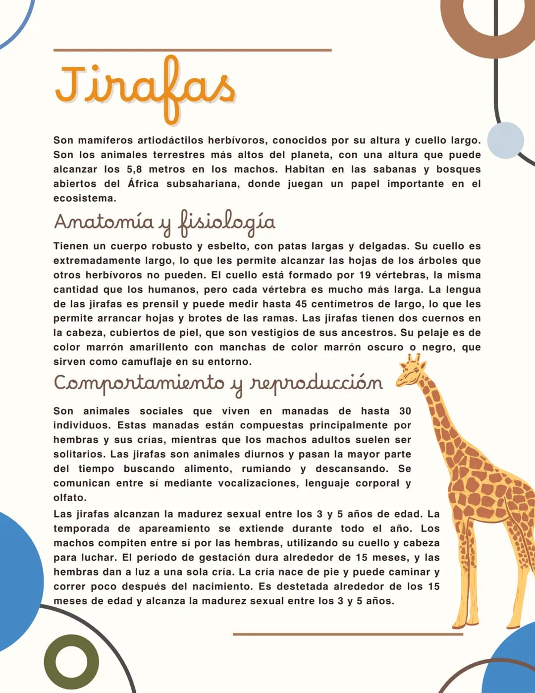 Jirafas
Son mamíferos artiodáctilos herbívoros, conocidos por su altura y cuello largo.
Son los animales terrestres más altos del planeta, c