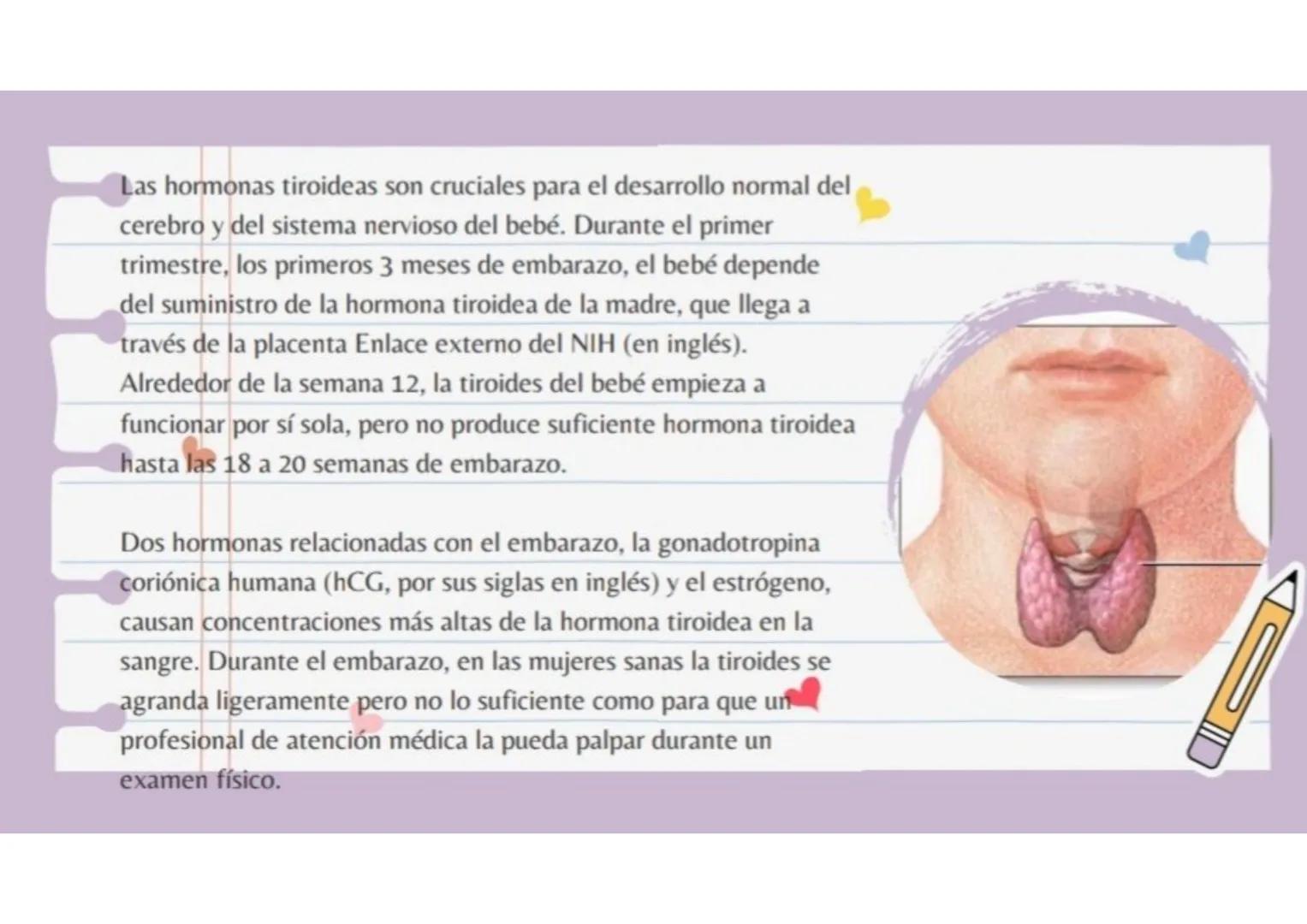 hipertiroidismo
Se presenta hipertiroidismo, también conocido como
tiroides hiperactiva, cuando la glándula tiroides produce
más hormonas ti