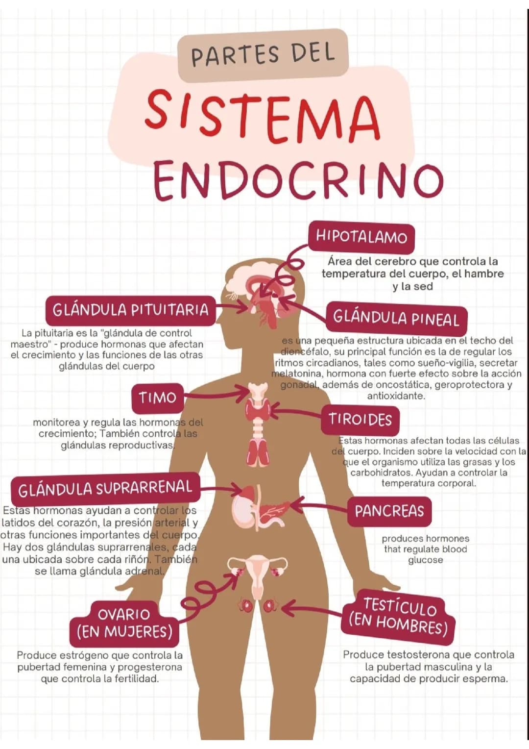 sistema endocrino 