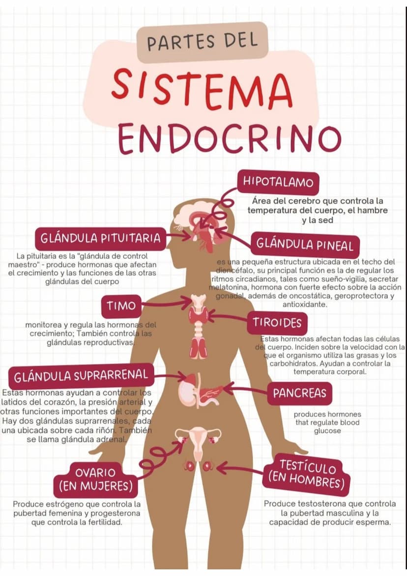 PARTES DEL
SISTEMA
ENDOCRINO
GLÁNDULA PITUITARIA
La pituitaria es la "glándula de control
maestro" produce hormonas que afectan
el crecimien