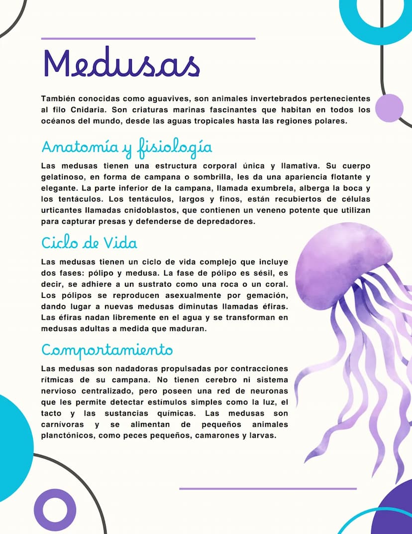 Medusas
También conocidas como aguavives, son animales invertebrados pertenecientes
al filo Cnidaria. Son criaturas marinas fascinantes que 