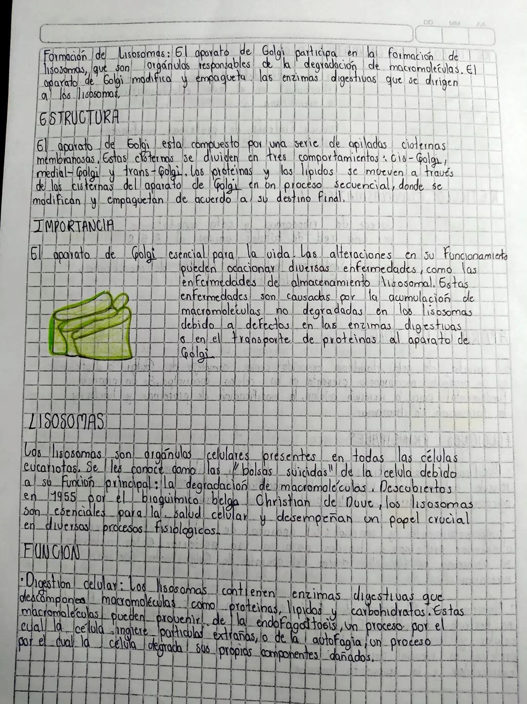 llamadas vesículas pinociticas
llamadas fagosomas
CITOPLASMA
Espacio celular comprendido entre la membrana citoplasmática.
envoltura nuclear