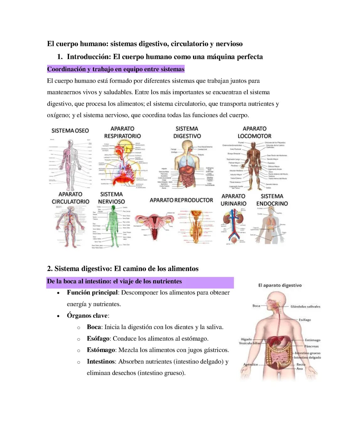 El cuerpo humano: sistemas digestivo, circulatorio y nervioso.