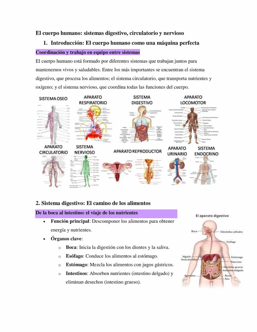 El cuerpo humano: sistemas digestivo, circulatorio y nervioso
1. Introducción: El cuerpo humano como una máquina perfecta
Coordinación y tra